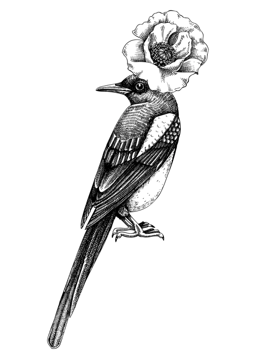 Artistic illustration with magpie in sketch style. Hand drawn design with bird and poppy flower. Wild life vector drawing. Perfect for print, poster, card, social media posts, wall art.